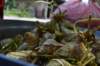 dsc_0231_small.jpg
